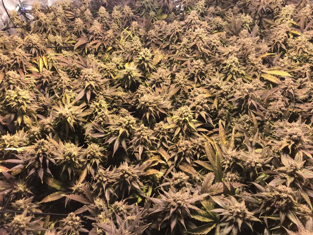High Garden