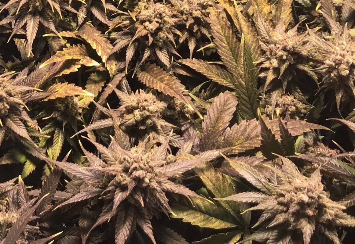 High Garden
