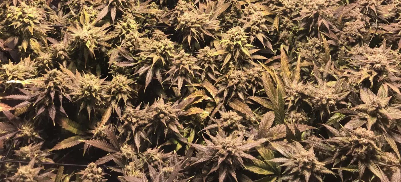 High Garden