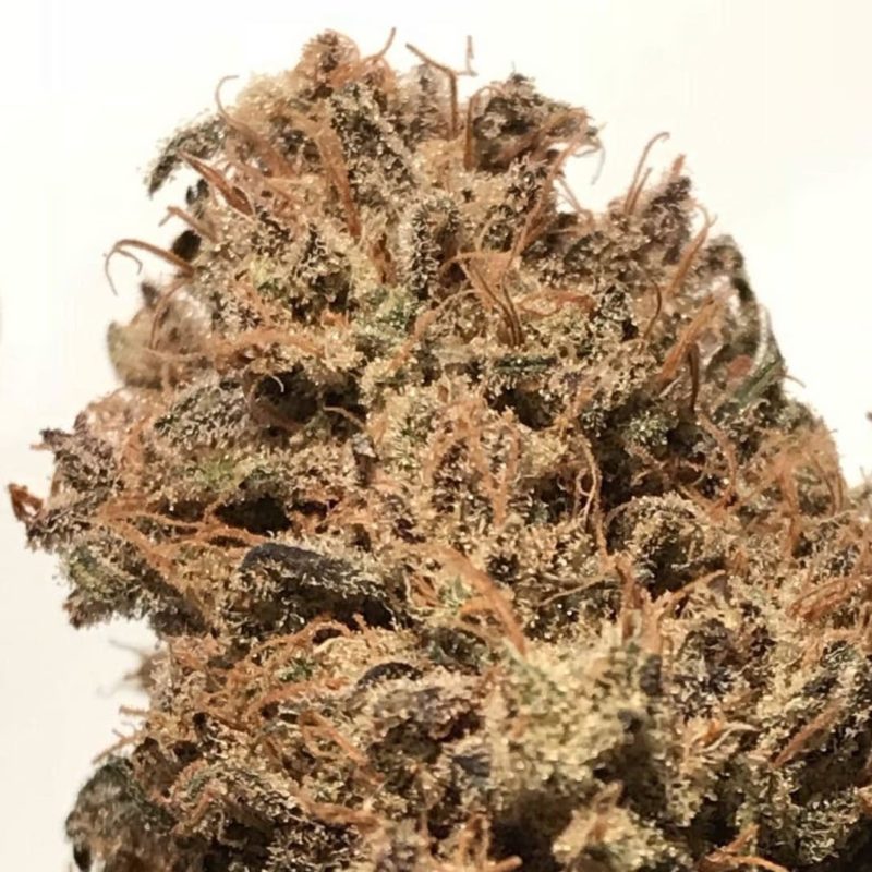High Garden