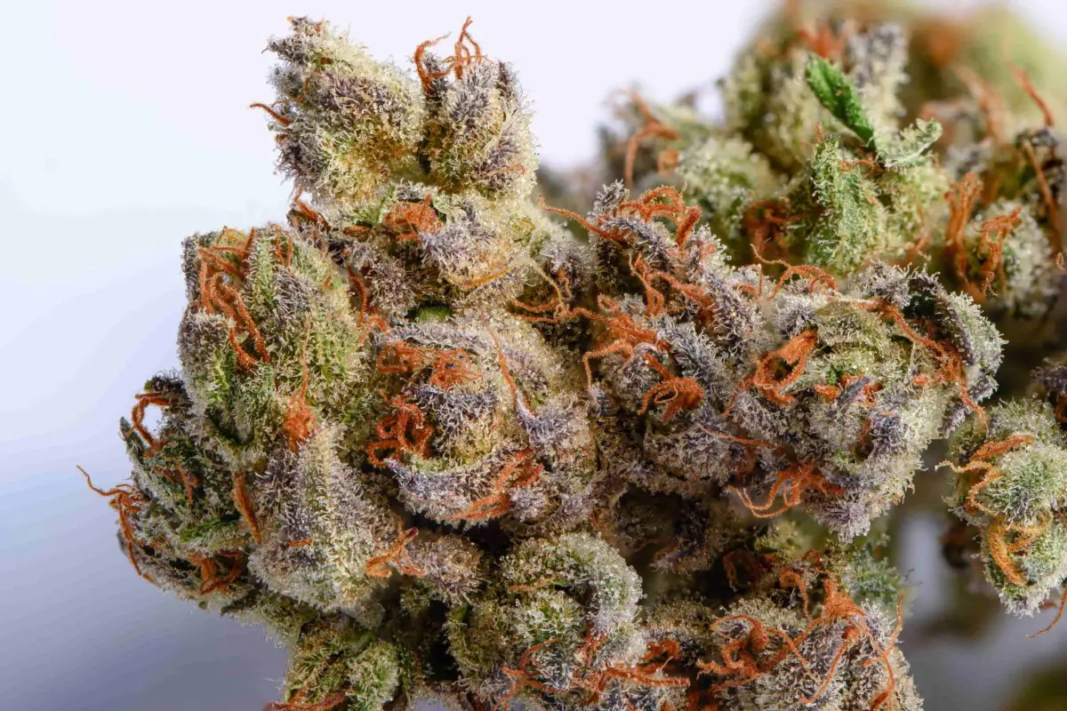 High Garden