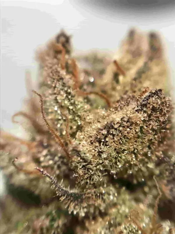 High Garden