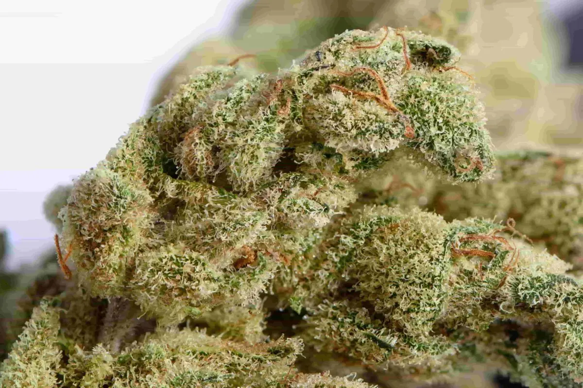 High Garden