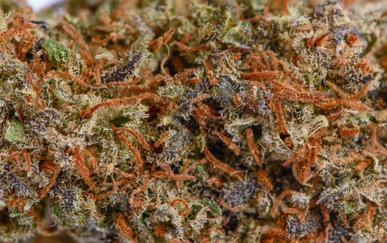 High Garden