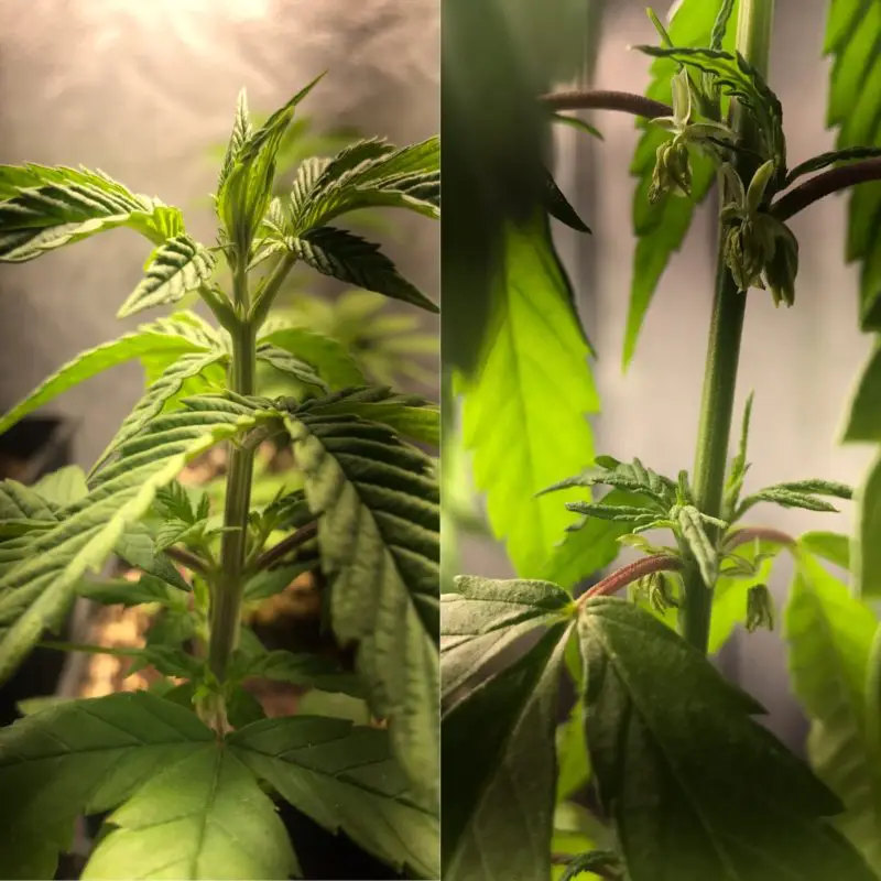 High Garden