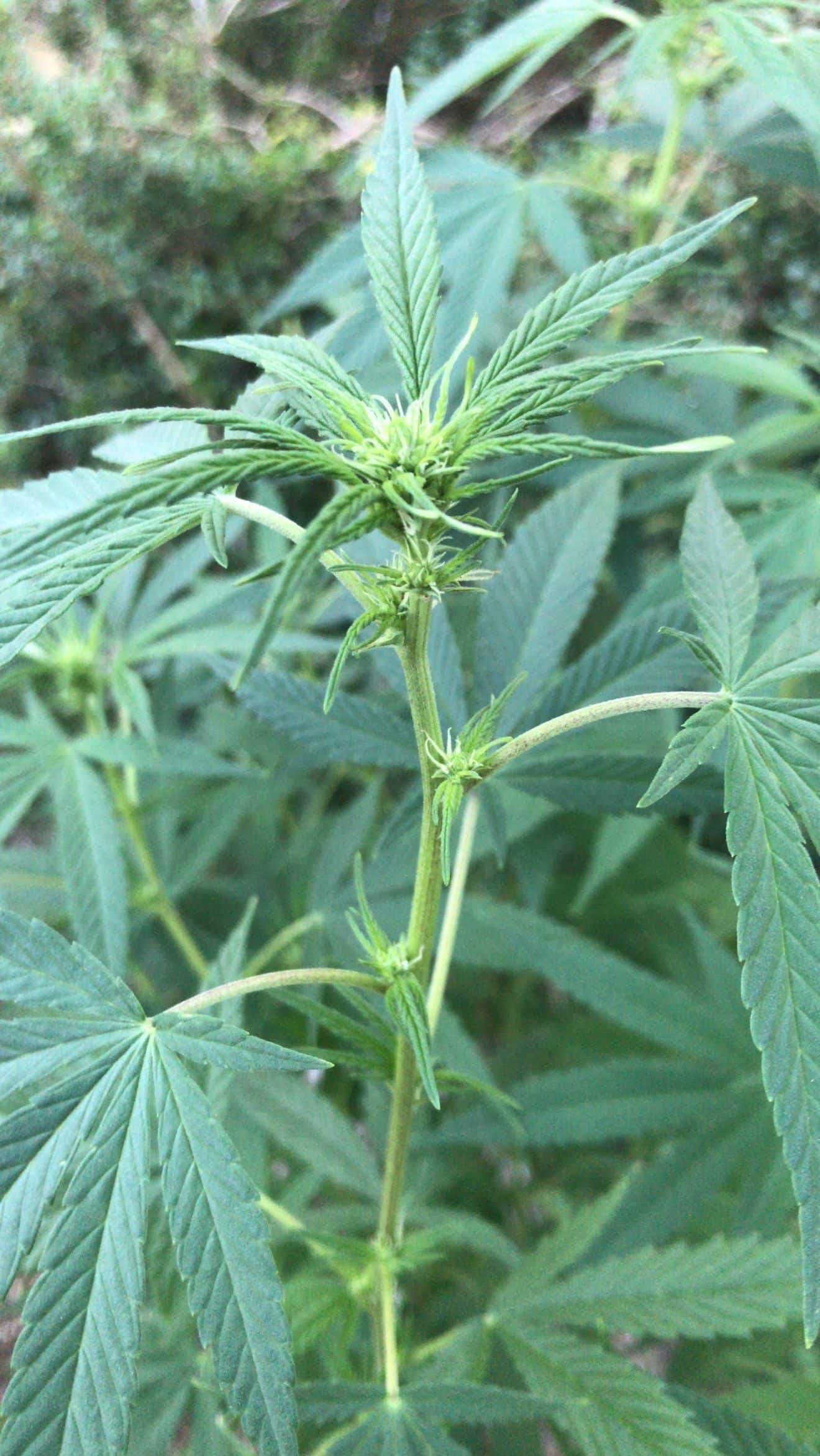 Fleurs de cannabis prix