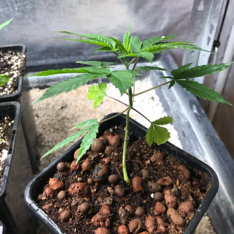 High Garden
