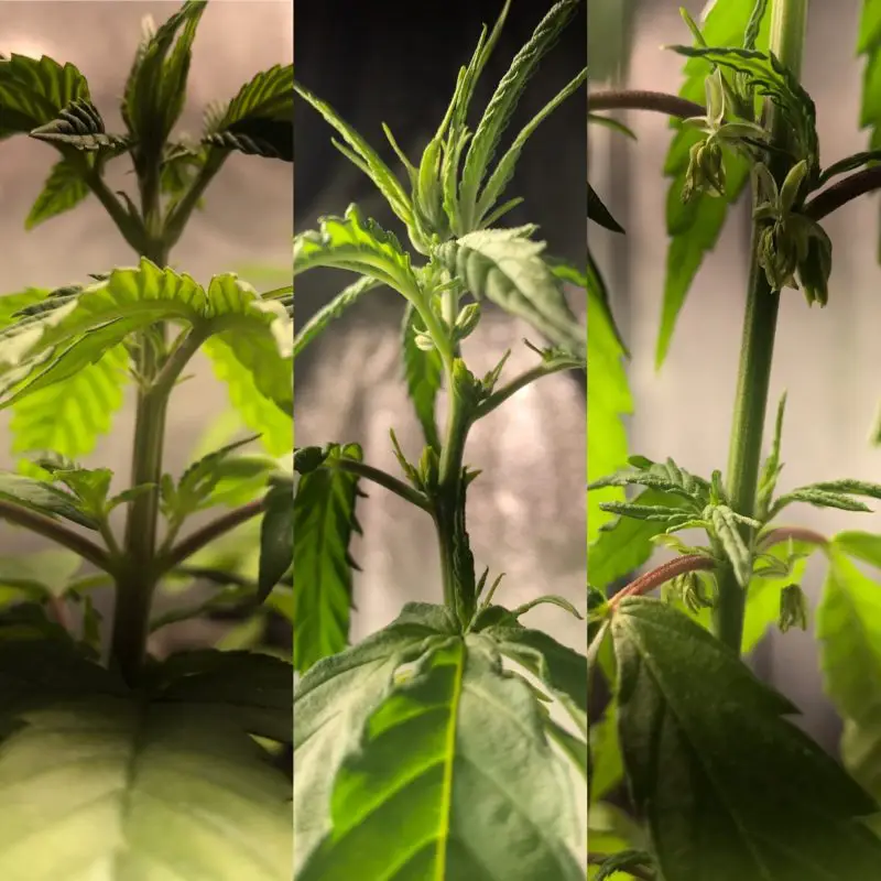 High Garden