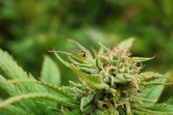 insecte cannabis