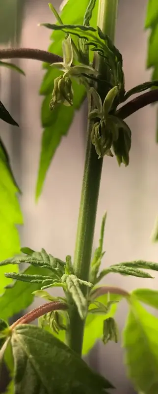 High Garden