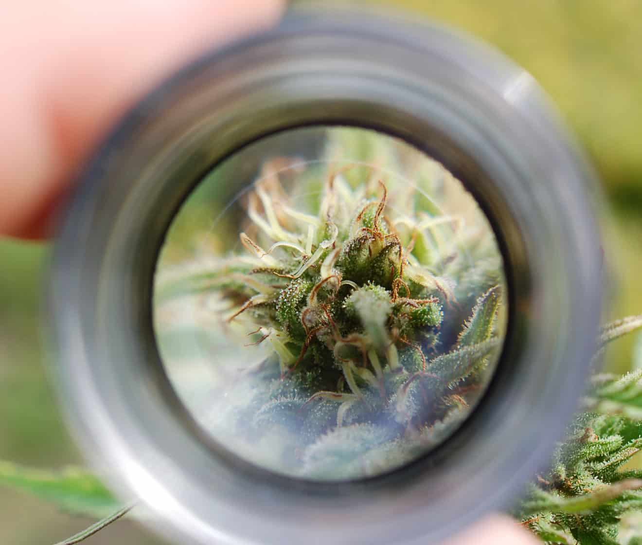 Quand fautil récolter le cannabis ? Culture Outdoor et Indoor High Garden