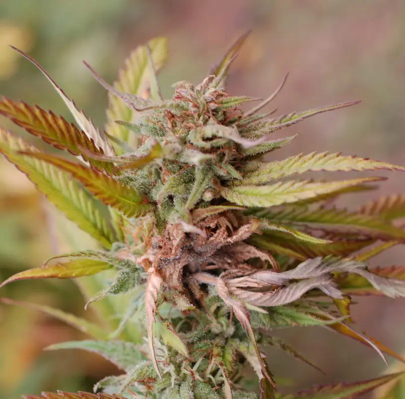High Garden