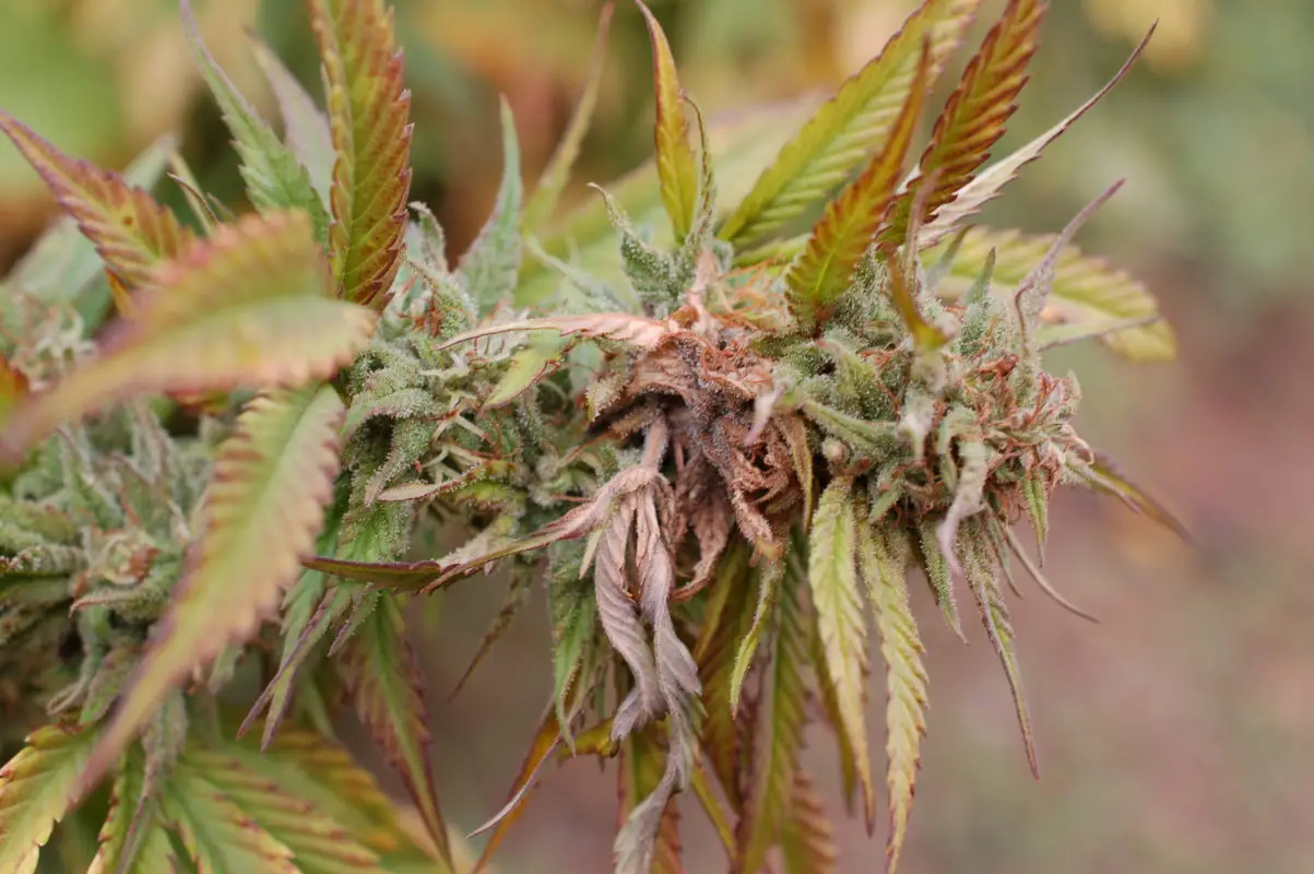 High Garden