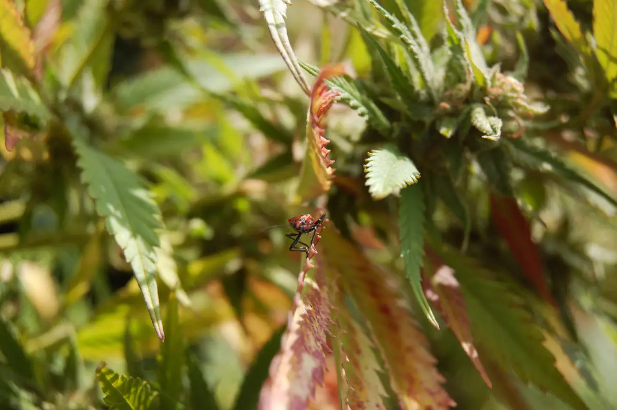 High Garden