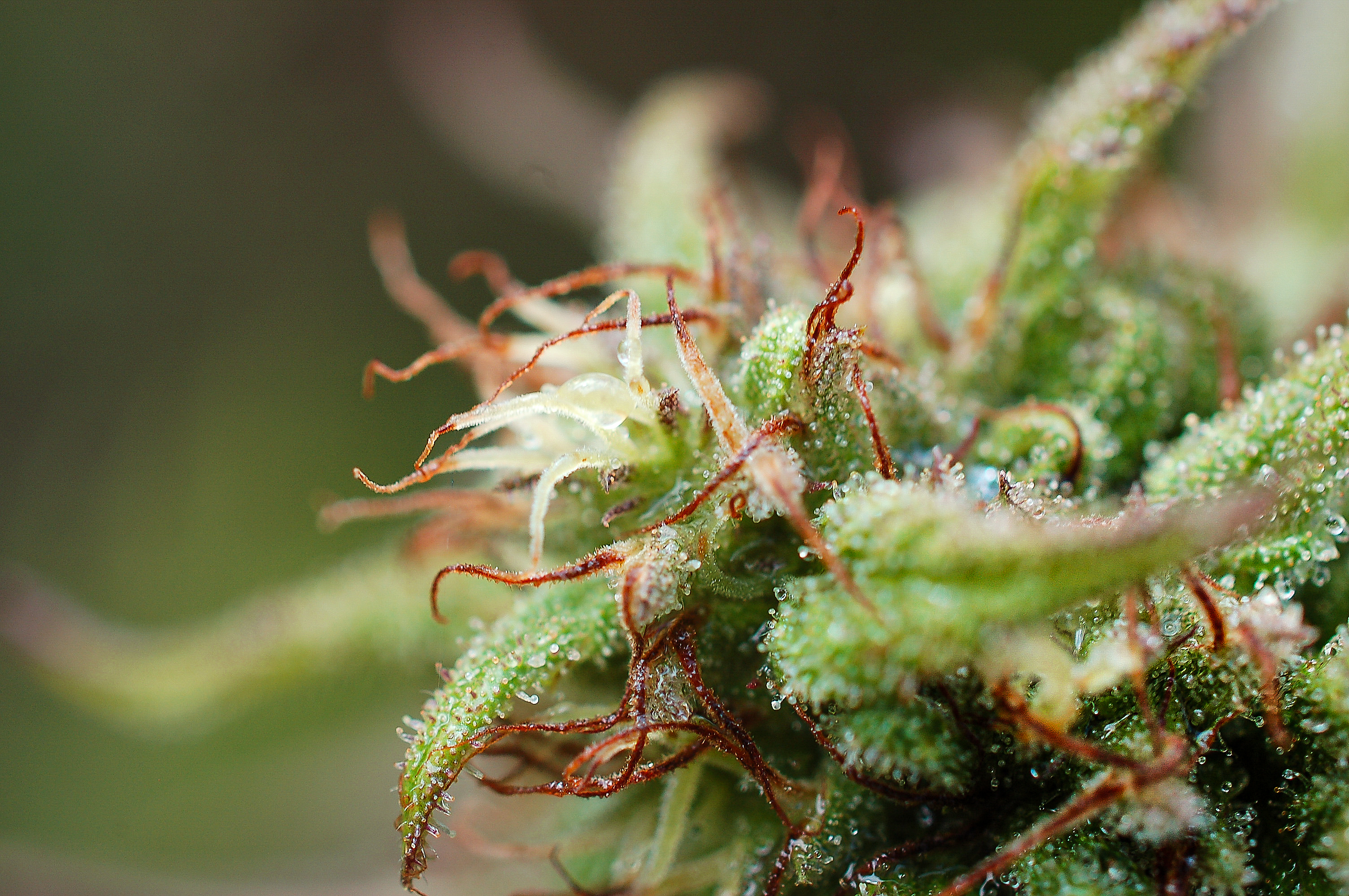 pistils fleurs de cannabis